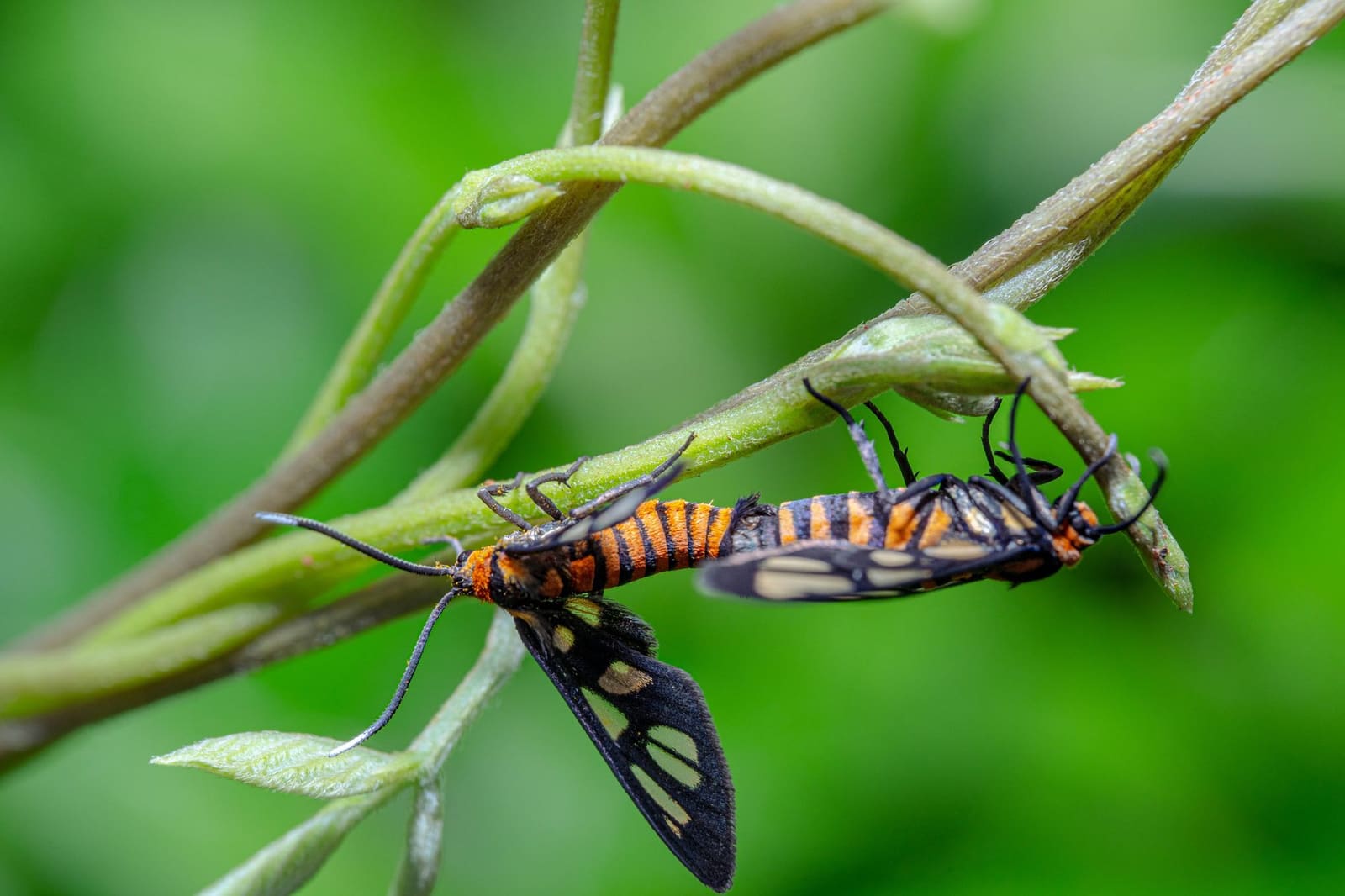 Papillon de nuit dans la maison : causes et solutions