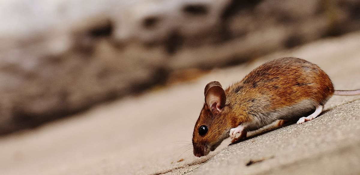Crottes de souris repérées derrière un meuble de cuisine, signe d'infestation
